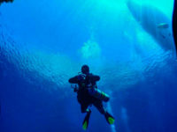 37884711_10156007503402690_6997704603789688832_n diver coming down to the wreck following a line