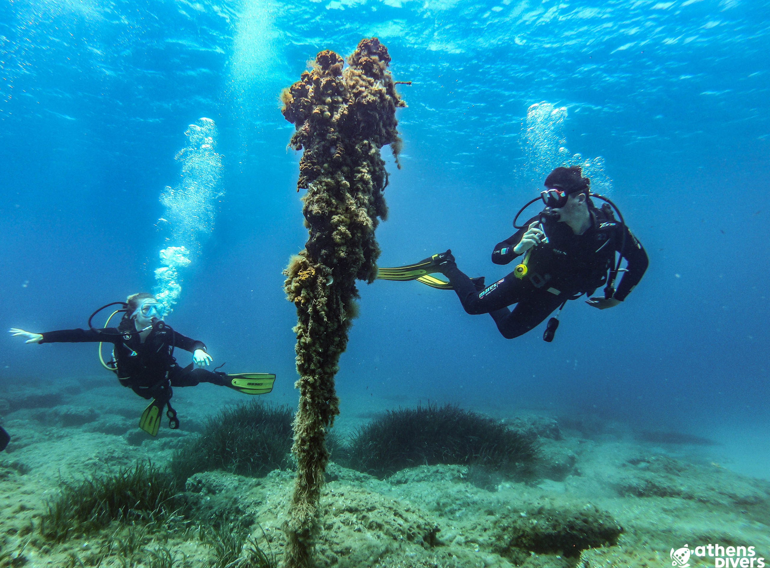 divers hovering around a rope with ongrowing life